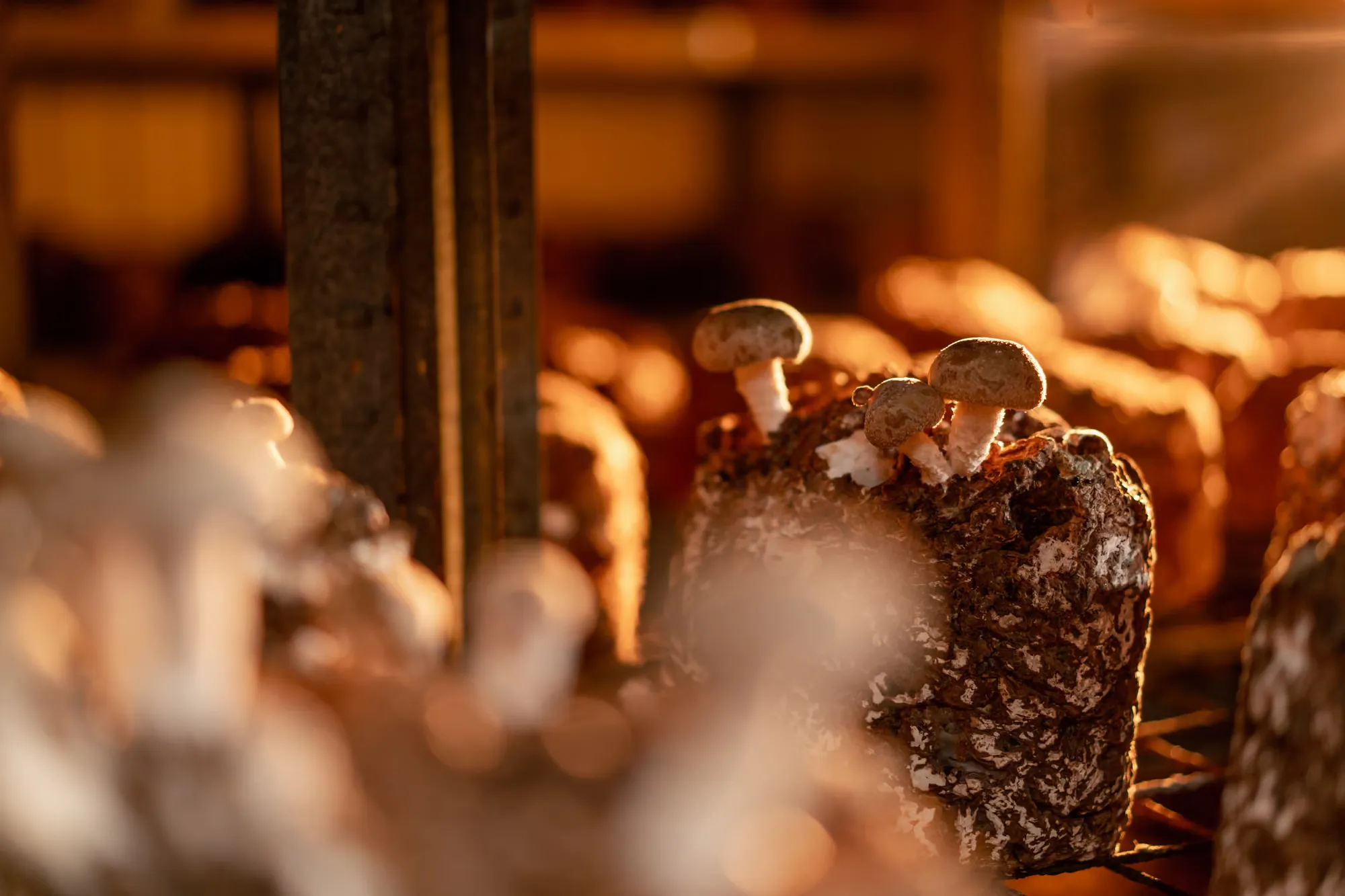 photo · oyster mushrooms in a growing room